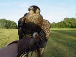 Falken / Falcons