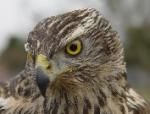 Hawks