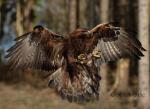 Adler / Eagle