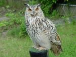 Eulen / Owls 