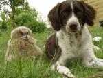 Jagdhunde / Dogs