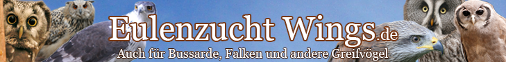 Eulenzucht Wings