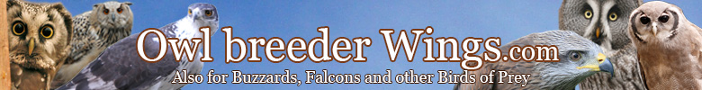 Eulenzucht Wings eng