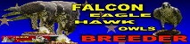 falconbreeding-falconer-breeder