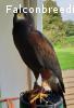 1.0 Harris Hawk Terzel von 2007