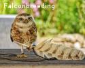 3 kleine Kanincheneulen