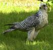 7/8 Ger-Lanner 0.1