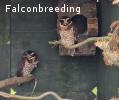 Breeding couples and single birds ..owls