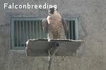 BREEDING PAIRS AND PROSPECTIVE