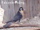Falcons