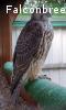 Ger-Feldeggi Lanner Terzel