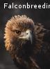 Golden Eagle Female