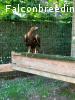 Golden eagle tersel