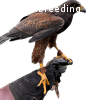 Harris Hawk abzugeben weiblich