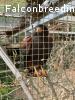 Harris Hawk (Wüstenbussard)