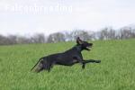 Pointer
