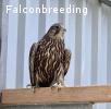 Saker Falcons for Sale