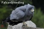 Wanted: African Harrier Hawks 2023