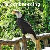 Weißkopfseeadler