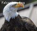 Weißkopfseeadler