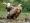 https://www.falconbreeding.eu/images/com_adsmanager/categories/13cat_t.jpg