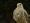 https://www.falconbreeding.eu/images/com_adsmanager/categories/14cat_t.jpg