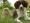 https://www.falconbreeding.eu/images/com_adsmanager/categories/5cat_t.jpg