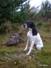 Falke und Pointer am Huhn