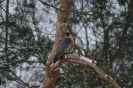 Beizvögel