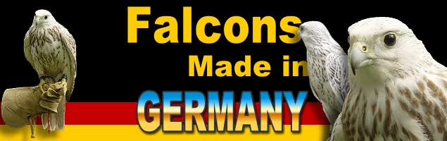 falcons11.jpg